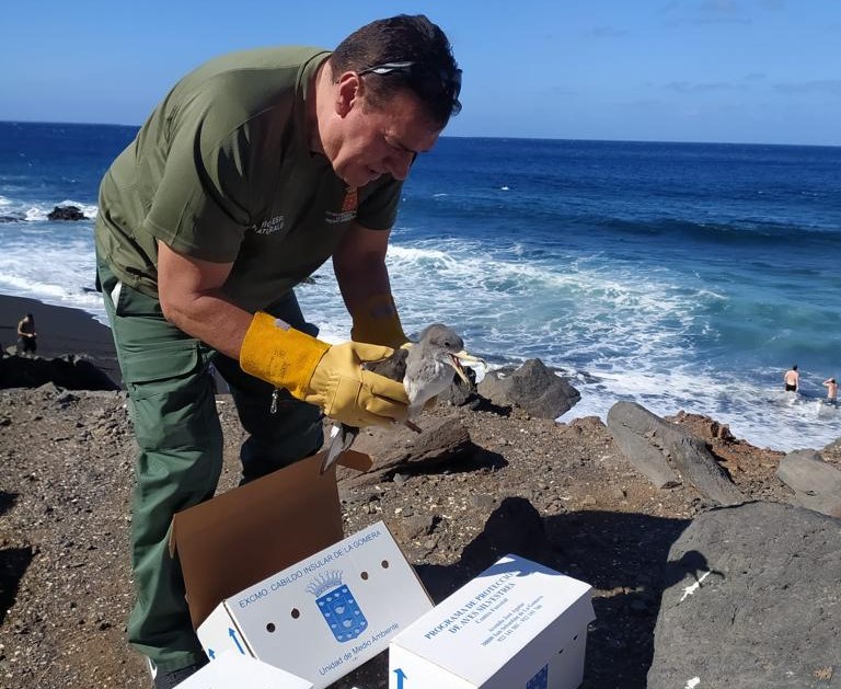 Imagen de La campaña de recogida de pardelas del Cabildo registra más de 400 ejemplares rescatados