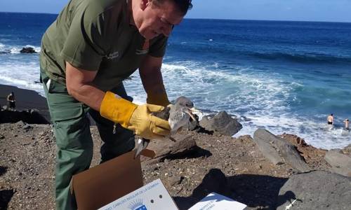 Imagen de La campaña de recogida de pardelas del Cabildo registra más de 400 ejemplares rescatados