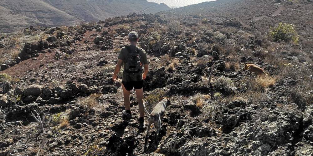 Imagen de El Cabildo apertura seis campos de adiestramiento y entrenamiento de perros de caza controlada
