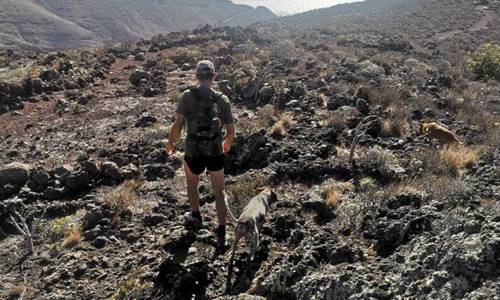 Imagen de El Cabildo apertura seis campos de adiestramiento y entrenamiento de perros de caza controlada