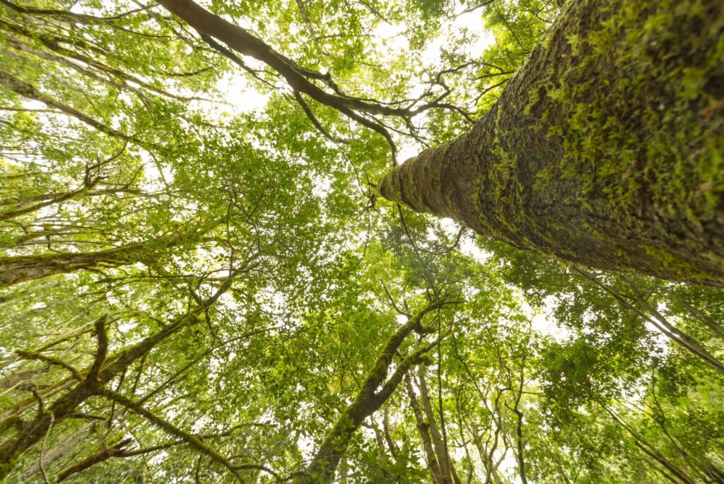 Imagen de Anaga Biofest completa en La Gomera su primer ciclo de hermanamientos con las siete Reservas de la Biosfera de Canarias