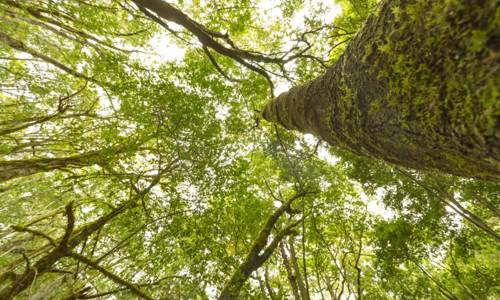 Imagen de Anaga Biofest completa en La Gomera su primer ciclo de hermanamientos con las siete Reservas de la Biosfera de Canarias