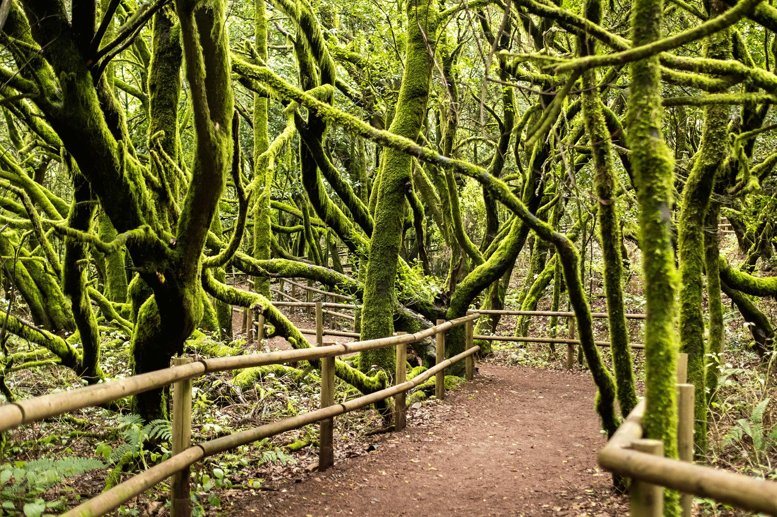 Imagen de La Sala de Exposiciones alberga la exposición fotográfica ‘Los Espíritus del Bosque de Garajonay’