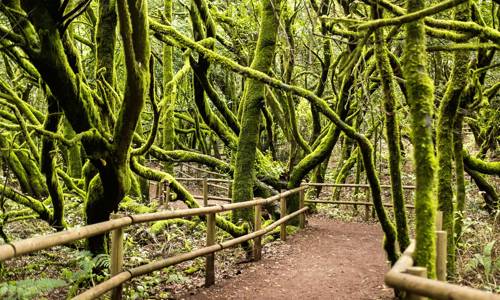 Imagen de La Sala de Exposiciones alberga la exposición fotográfica ‘Los Espíritus del Bosque de Garajonay’