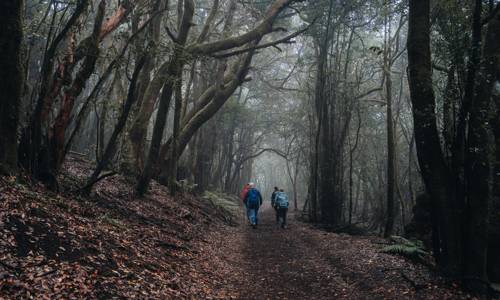 Imagen de El Cabildo rebaja a grado 0 las medidas preventivas por riesgo de incendios forestales