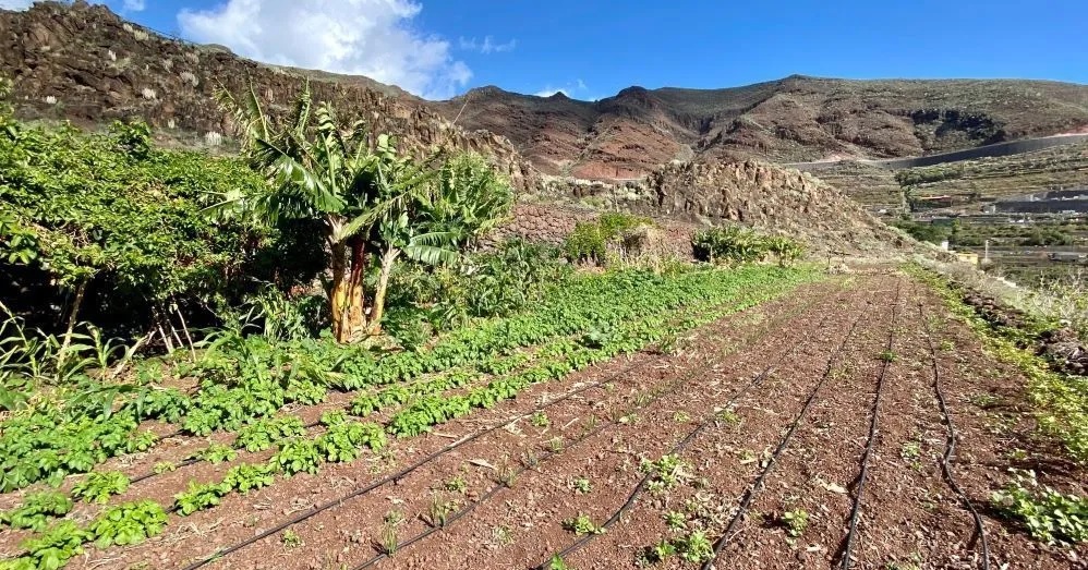 Imagen de El Cabildo adjudica 29 huertos sociales y refuerza su apuesta por el uso sostenible del suelo agrícola