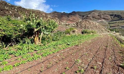 Imagen de El Cabildo adjudica 29 huertos sociales y refuerza su apuesta por el uso sostenible del suelo agrícola