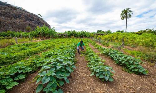 Imagen de El Cabildo de La Gomera oferta un programa de talleres prácticos sobre agricultura regenerativa
