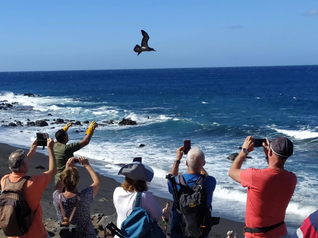 Imagen de El Cabildo refuerza la campaña de la pardela cenicienta para reducir el impacto lumínico en zonas costeras