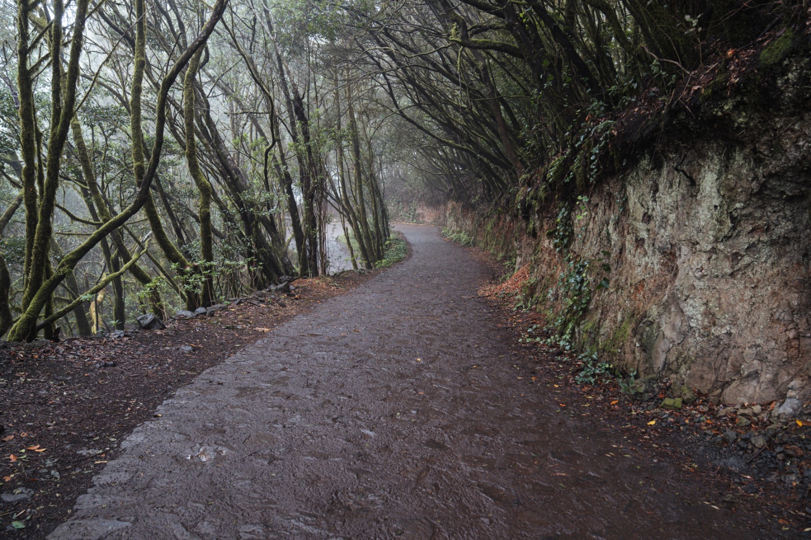 Imagen de El Cabildo aprueba el proyecto de mejora del acceso a El Cedro - Las Mimbreras 