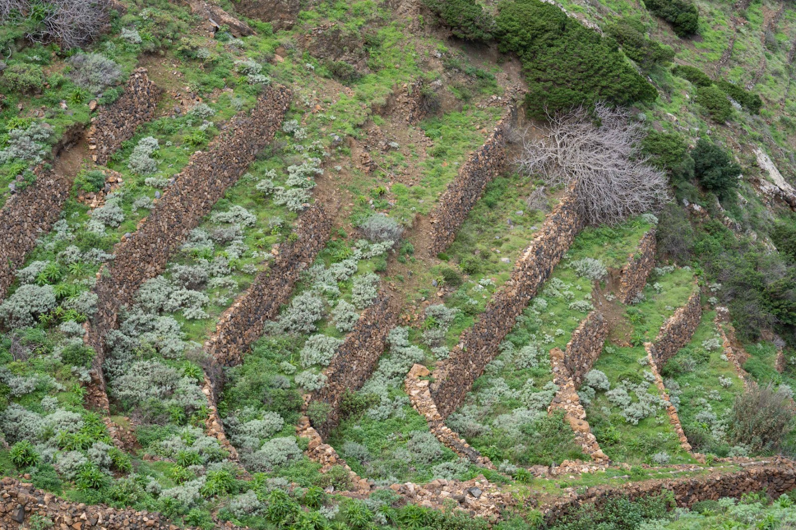 Imagen de El Banco Insular de Tierras de La Gomera, promovido por el Cabildo, activa el uso de las primeras parcelas