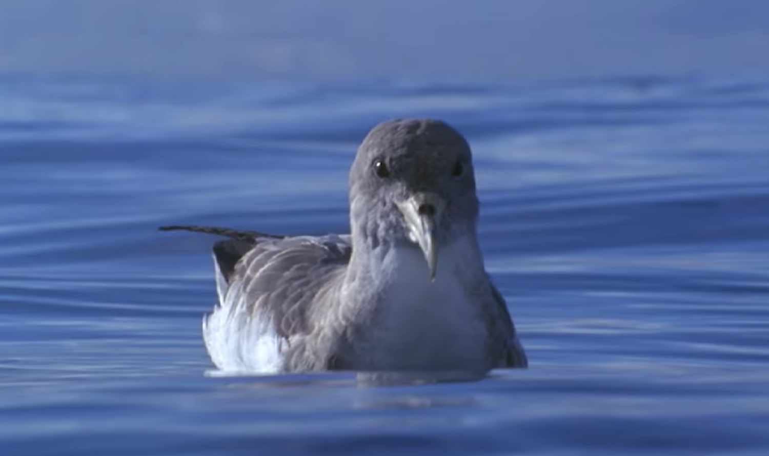 Imagen de El Cabildo activa la campaña de la Pardela Cenicienta para reducir el impacto lumínico en zonas de costas