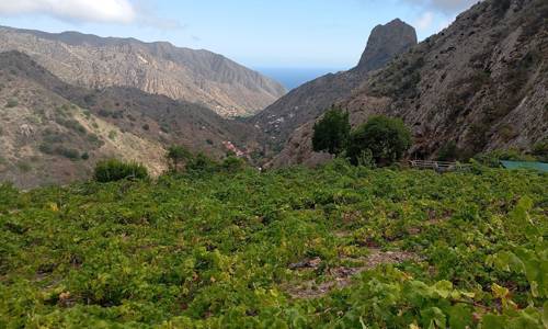 Imagen de El Cabildo convoca una reunión con el sector vitivinícola y bodeguero para abordar la actualidad de la filoxera