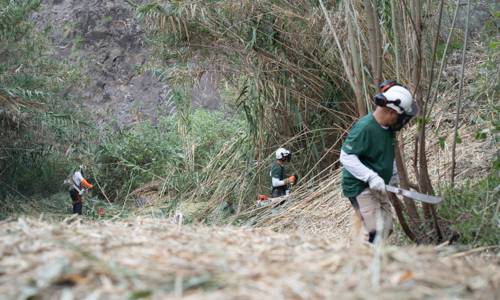 Imagen de El Cabildo avanza en los trabajos de eliminación de caña común en los barrancos de Hermigua y Valle Gran Rey