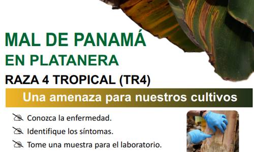 Imagen de La Gomera acoge charlas informativas para prevenir la plaga del mal de Panamá en las plataneras