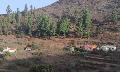 Imagen de El Cabildo lleva a cabo trabajos de refuerzo contra incendios en núcleos poblacionales de las medianías