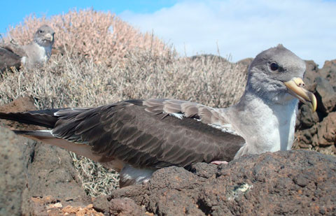 Imagen de El Cabildo activa la campaña de la Pardela Cenicienta para disminuir el impacto lumínico en zonas costeras