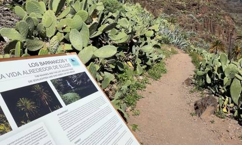 Imagen de El Cabildo culmina los trabajos de conservación del sendero El Guro - Salto del Agua en Valle Gran Rey