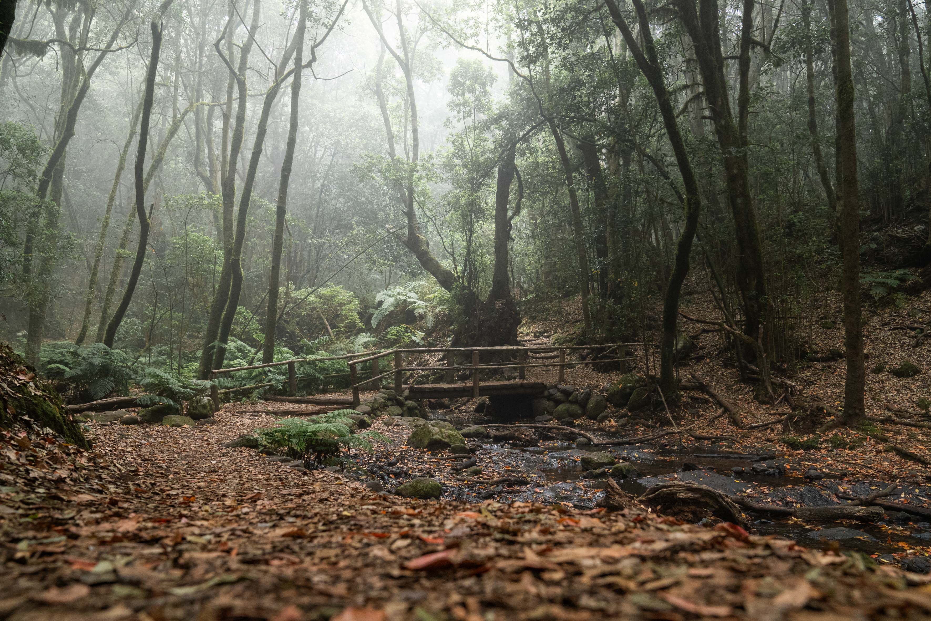 Imagen de El Cabildo de La Gomera avanza en la elaboración del Plan de Acción Climática