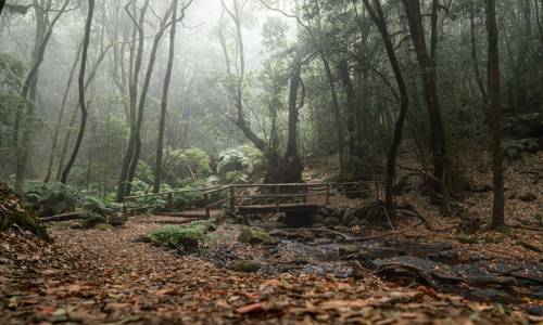 Imagen de El Cabildo de La Gomera avanza en la elaboración del Plan de Acción Climática