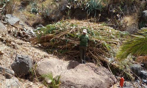 Imagen de El Cabildo vincula empleo para mayores de 60 años y conservación del territorio a través de Plánta-te