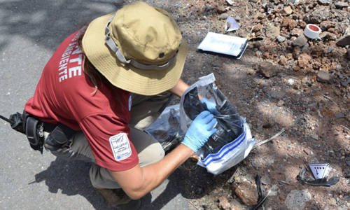 Imagen de La Gomera avanza en las labores de inspección de tendidos eléctricos para evitar riesgos a la avifauna