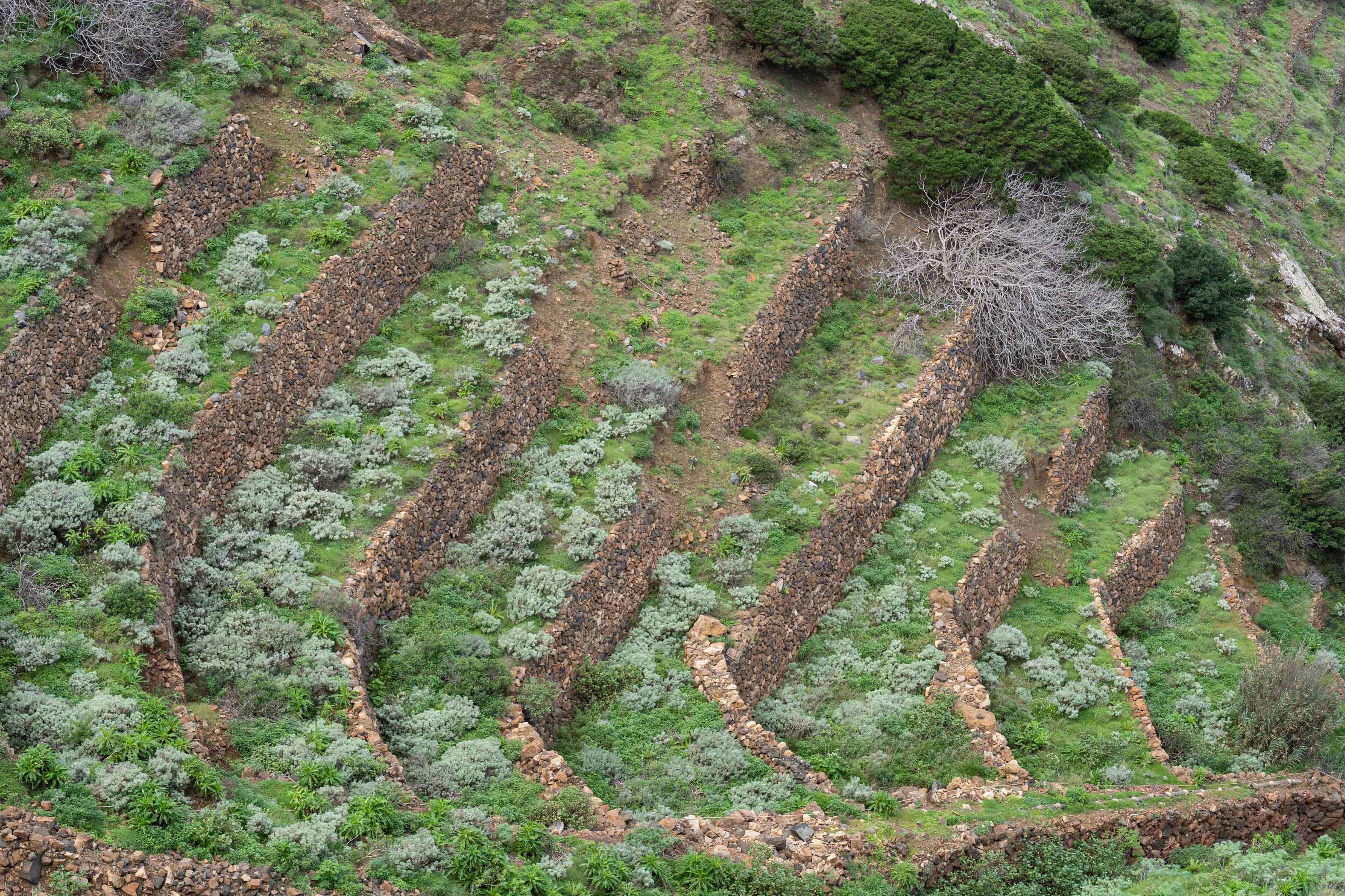 Imagen de El Banco Insular de Tierras de La Gomera participa en las Jornadas sobre Agroecología y Municipalismo