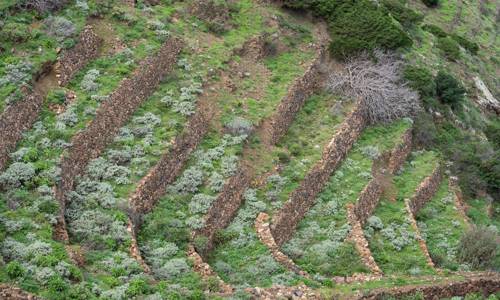 Imagen de El Banco Insular de Tierras de La Gomera participa en las Jornadas sobre Agroecología y Municipalismo