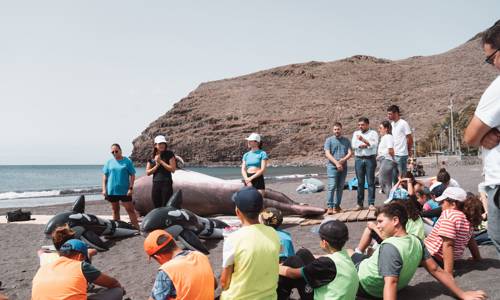 Imagen de Cabildo y Loro Parque Fundación incrementan la capacidad de acción para el rescate de cetáceos