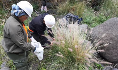 Imagen de El Cabildo activa un plan para el control y erradicación de flora exótica invasora en la isla