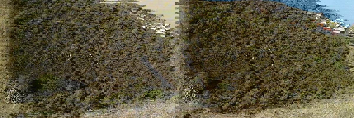 Imagen de El Cabildo ejecuta labores de mantenimiento de los cinturones de defensa contra incendios en medianías