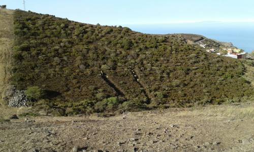 Imagen de El Cabildo incrementa las medidas preventivas por la alerta de incendios forestales
