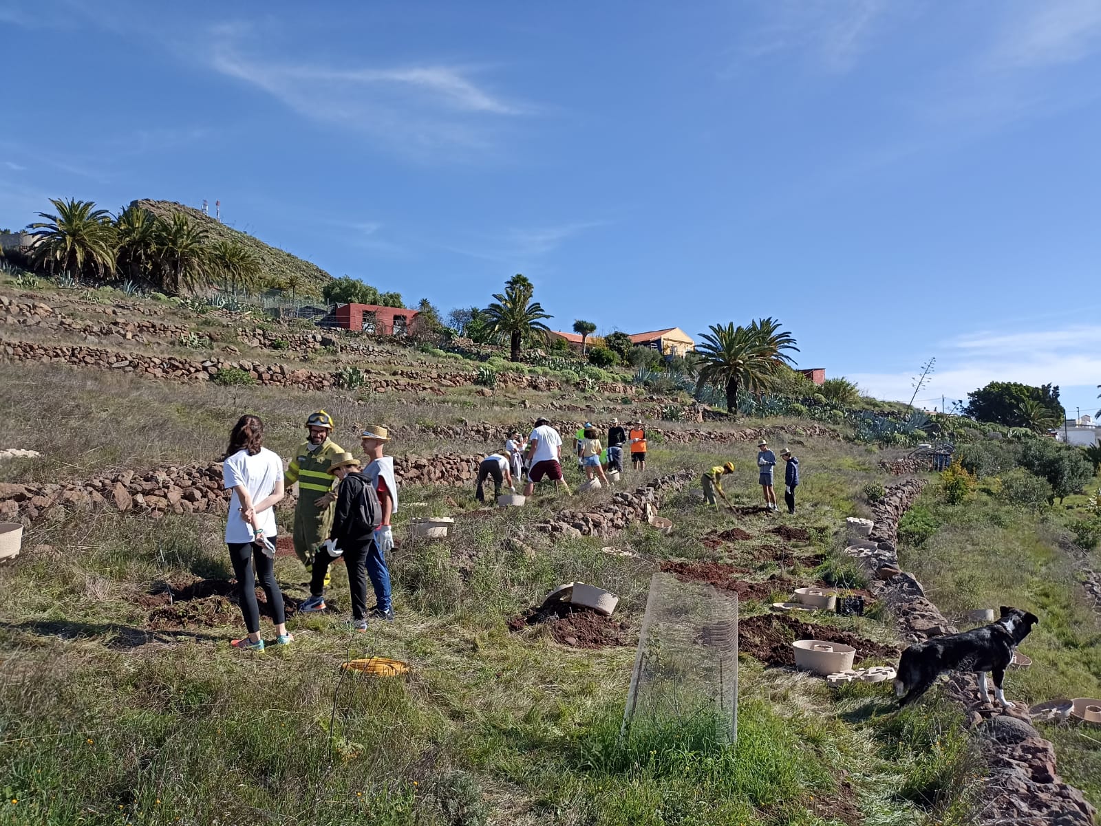 Imagen de El Cabildo refuerza la plantación de especies termófilas en zonas del sur de la isla