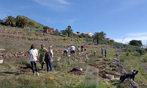 Imagen de El Cabildo refuerza la plantación de especies termófilas en zonas del sur de la isla