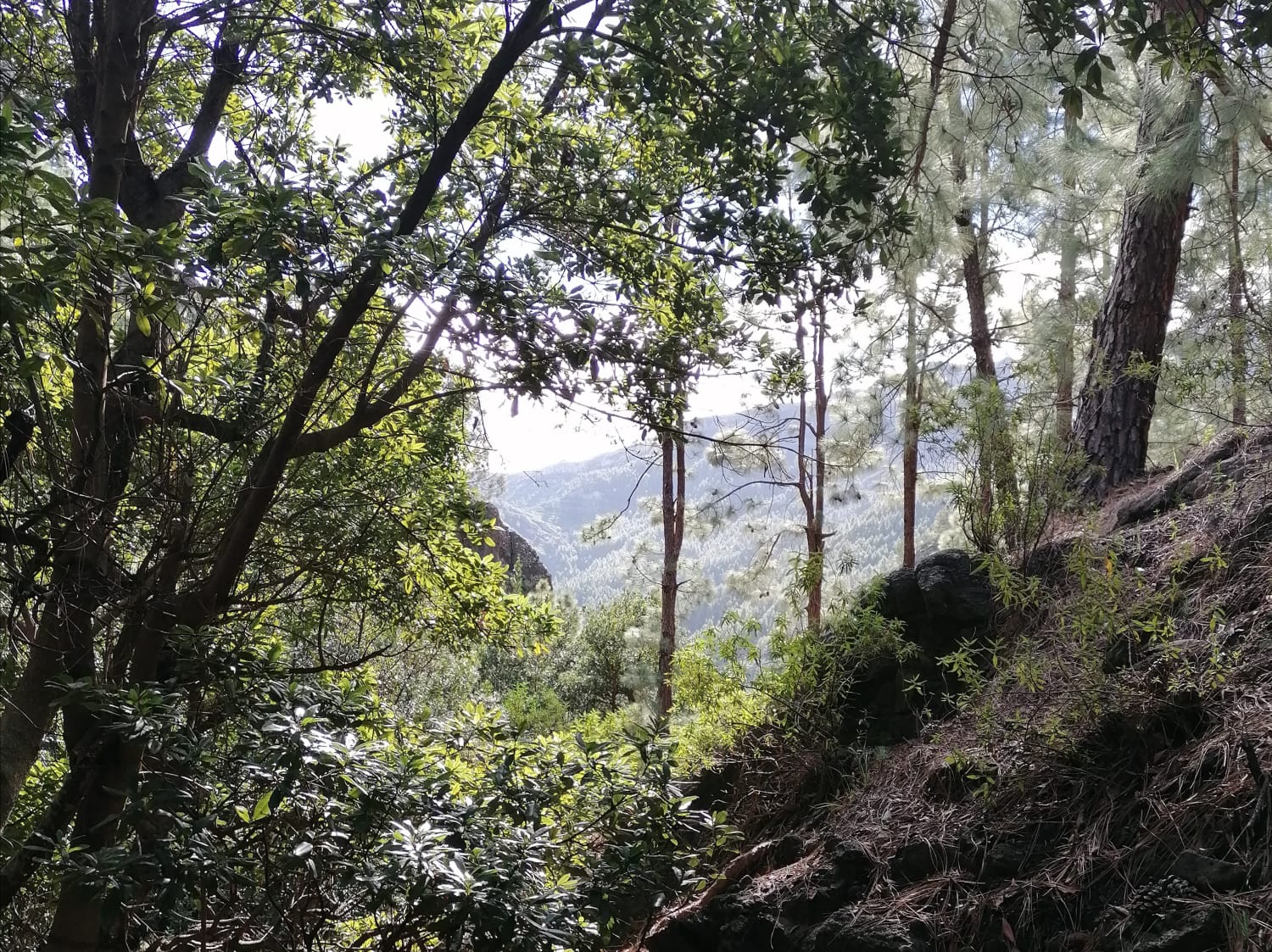 Imagen de La Gomera recupera el bosque termófilo con la plantación de 20 mil ejemplares en los últimos años