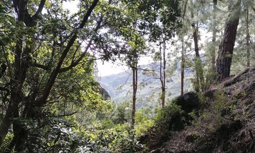 Imagen de La Gomera recupera el bosque termófilo con la plantación de 20 mil ejemplares en los últimos años