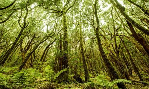 Imagen de El Comité Internacional del Corredor Biológico Mundial declara La Gomera «Kilómetro cero mundial» de las selvas de Laurisilva