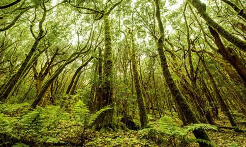 Imagen de El Parque Nacional de Garajonay establece un sistema de control de vehículos para acceder a Las Mimbreras, en El Cedro