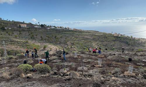 Imagen de El Cabildo elabora un programa de actividades con motivo del Día insular del Árbol