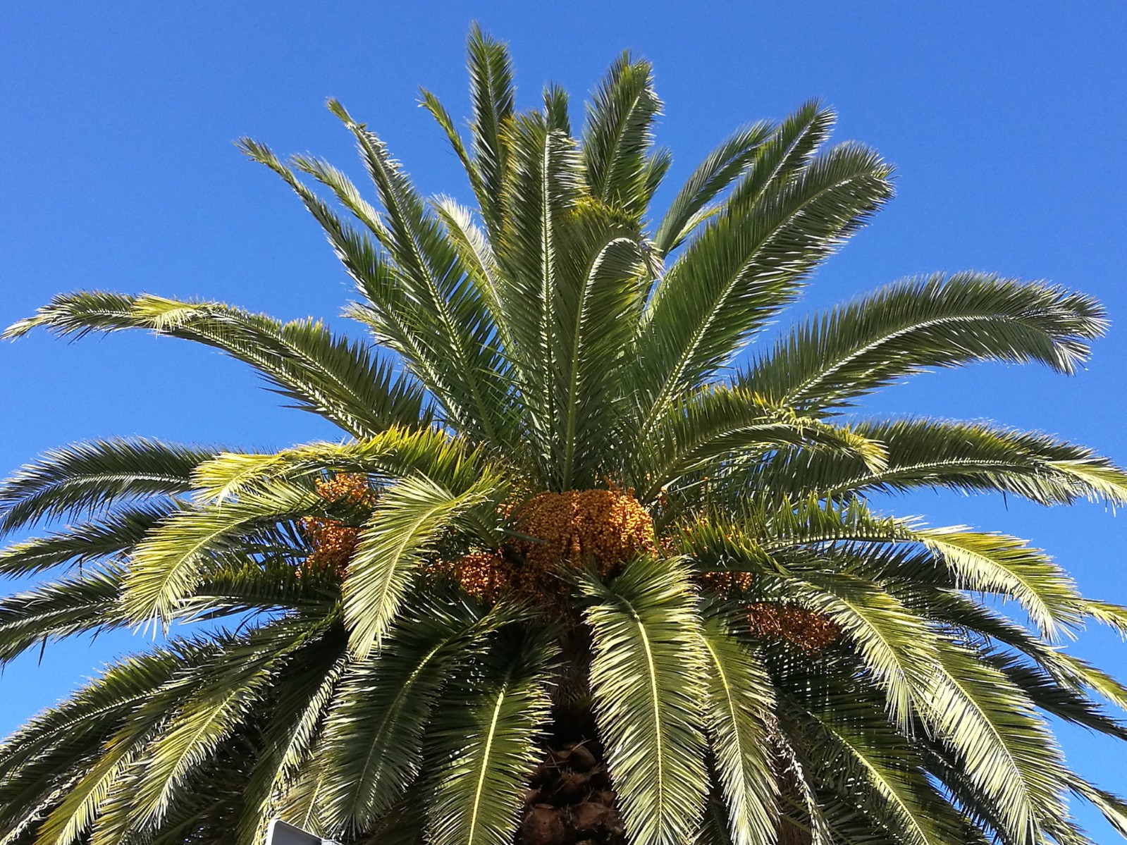 Imagen de Gobierno, Cabildo y ayuntamientos abordan nuevas medidas de control para la plaga del picudín de la palmera