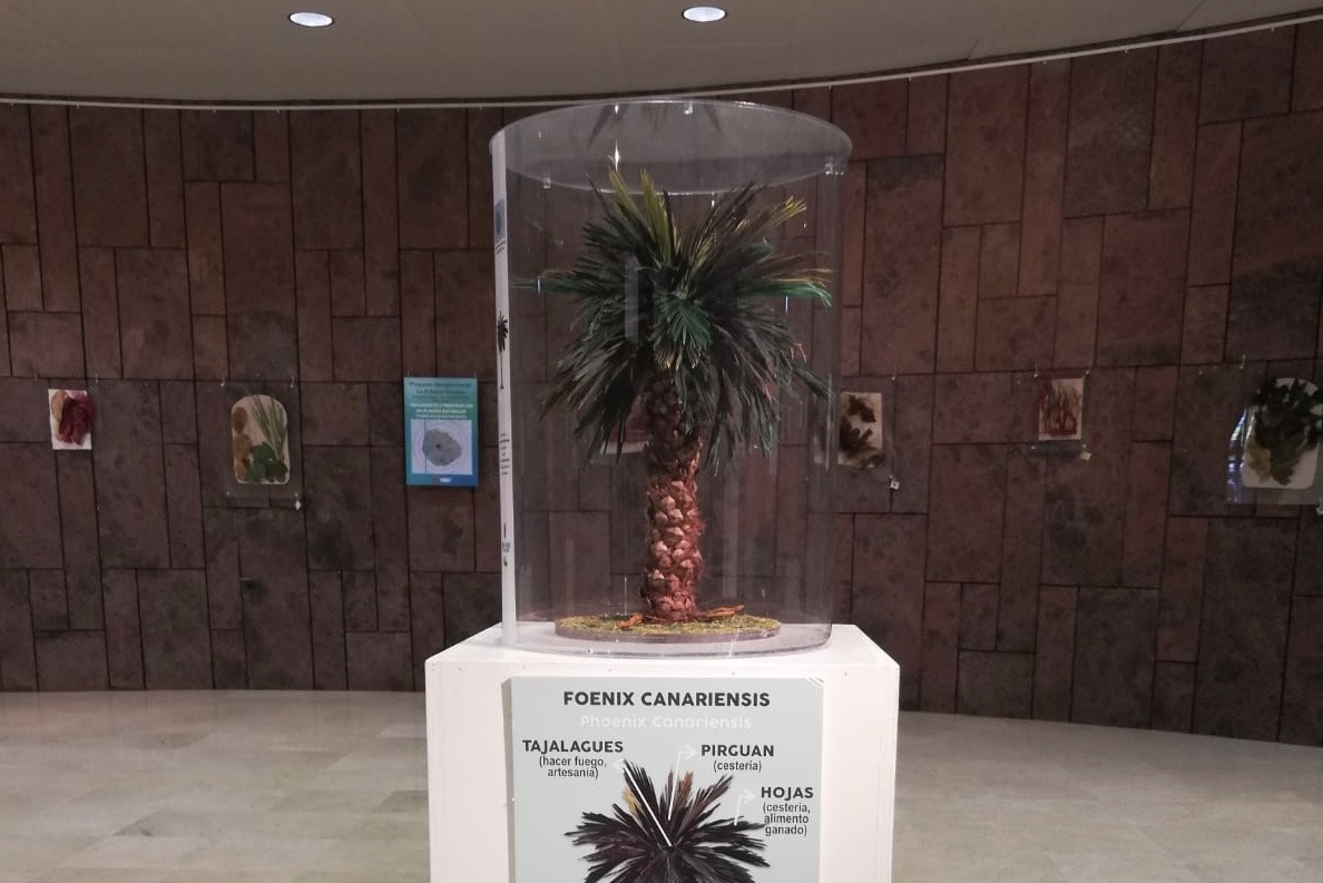 Imagen de El Cabildo acoge una muestra sobre el tratamiento y preservación de flora endémica 