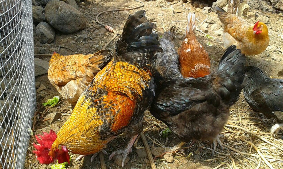 Imagen de El Cabildo respalda la labor de la Asociación La Campera para la recuperación de la gallina canaria