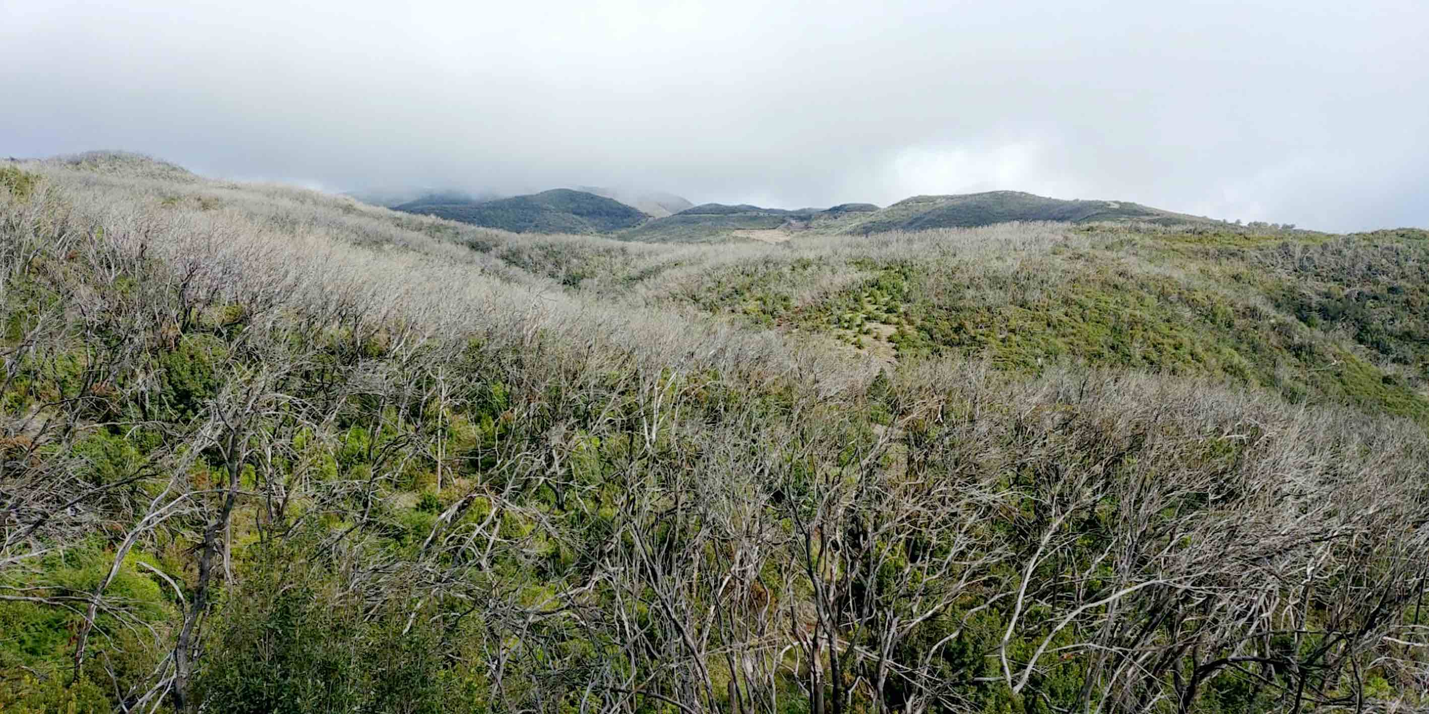 Imagen de El Cabildo de La Gomera  y Transición Ecológica restaurarán hábitats degradados del Parque Nacional de Garajonay