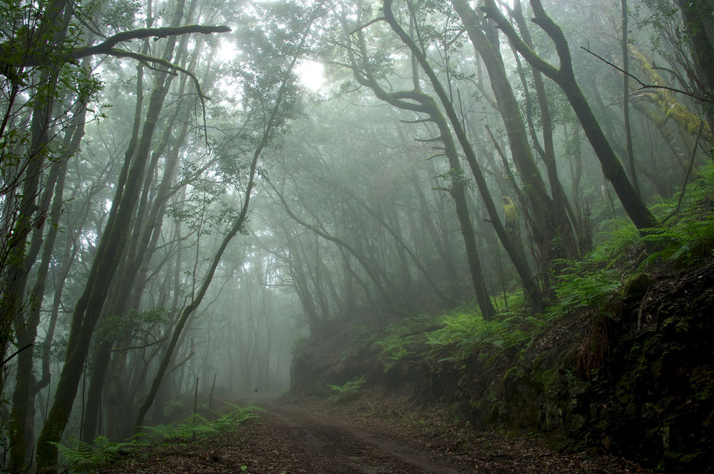 Imagen de La Gomera celebra su octavo aniversario como Reserva de la Biosfera