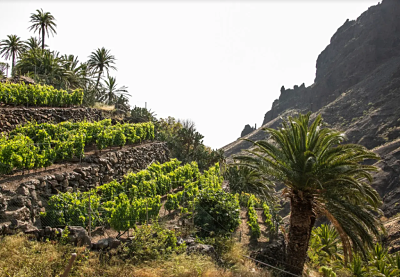 Imagen de El Cabildo incorpora 150 mil euros para mejoras en infraestructuras vitivinícolas de La Gomera 