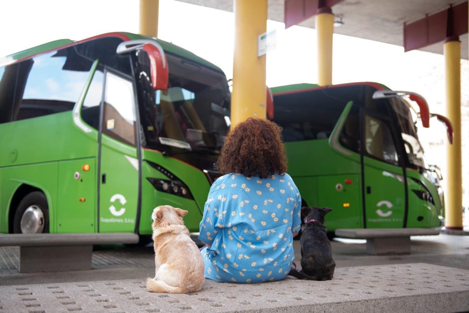 Imagen de GuaguaGomera permite el transporte de animales domésticos desde esta semana 