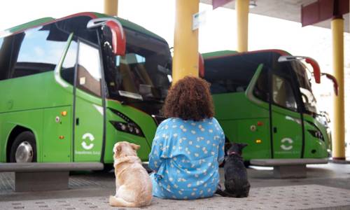 Imagen de GuaguaGomera permite el transporte de animales domésticos desde esta semana